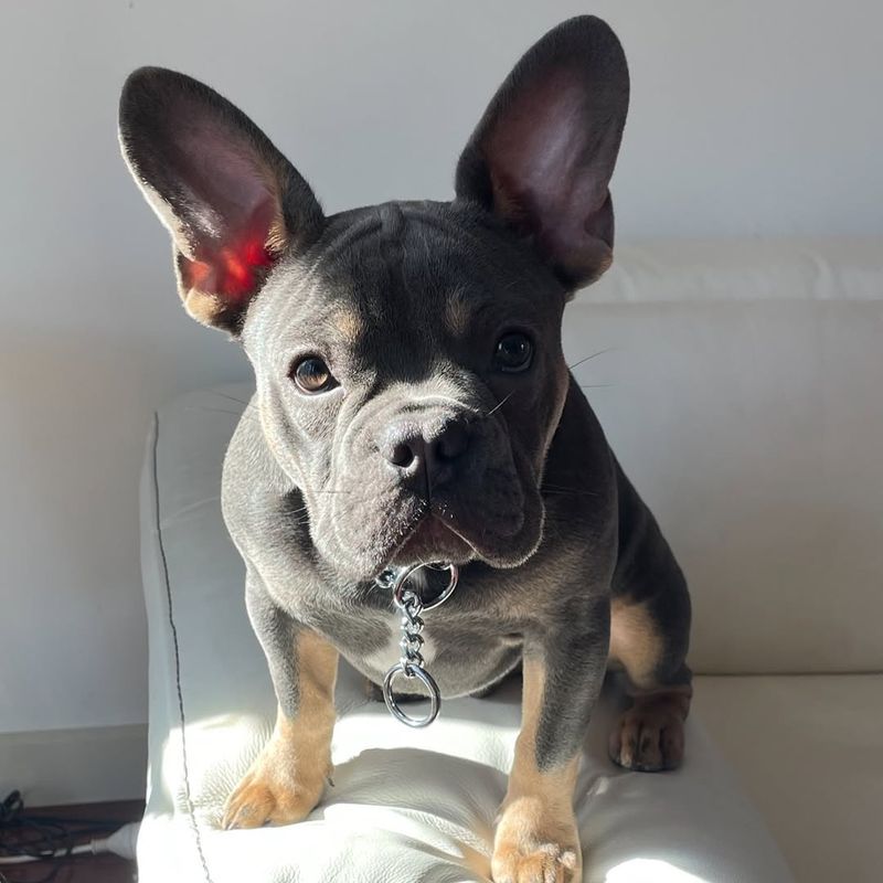 French Bulldog