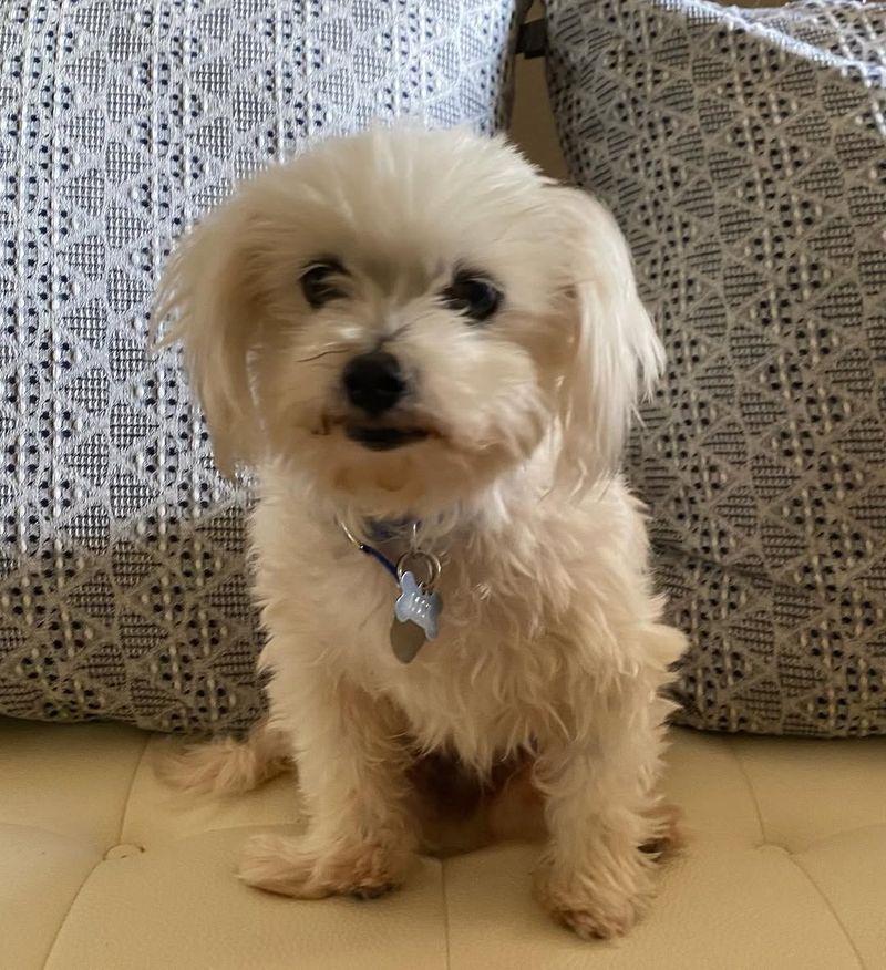 Maltese