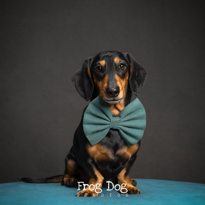 Dachshund