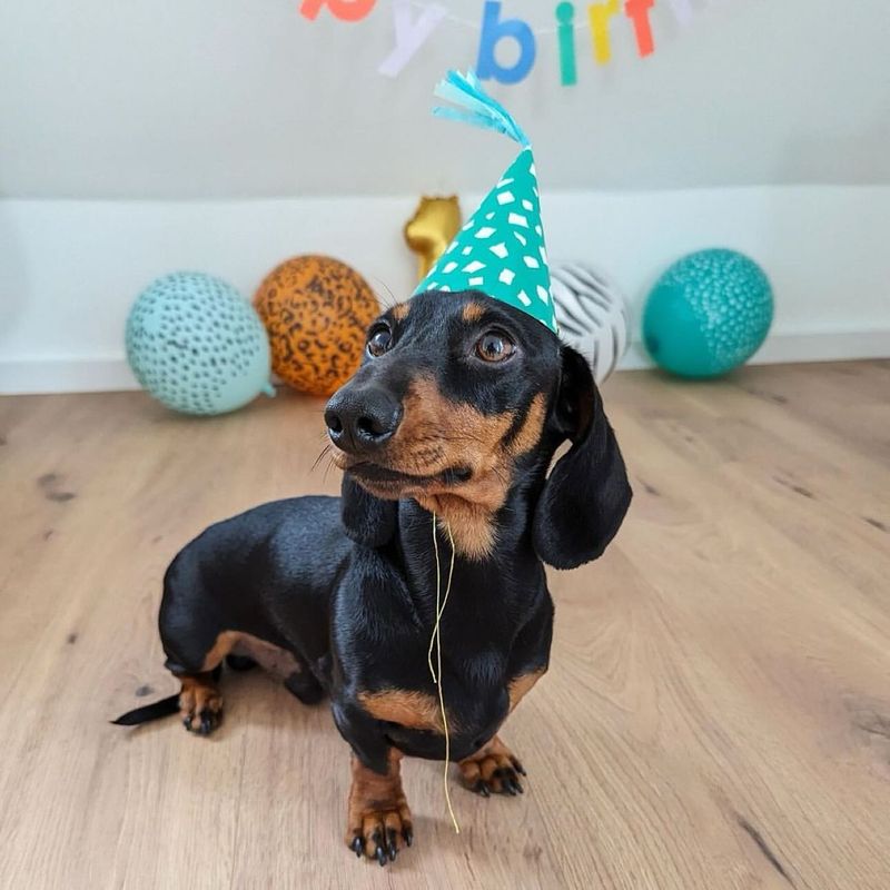Dachshund