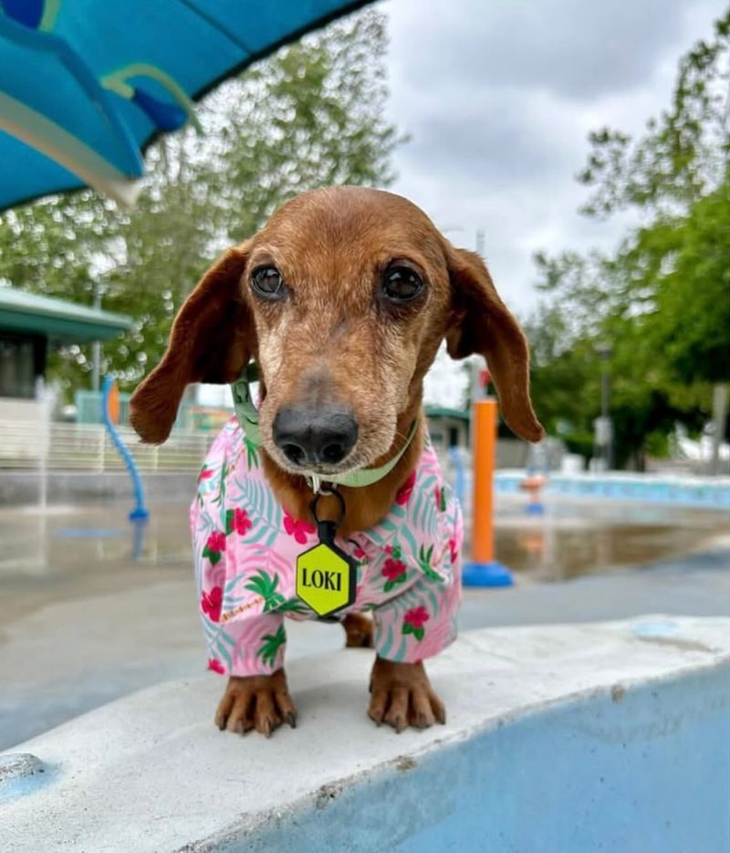 Dachshund