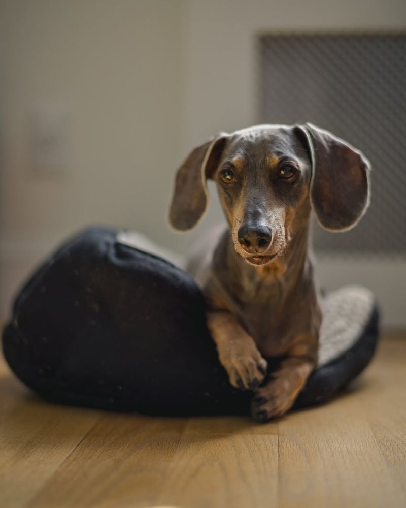 Dachshund