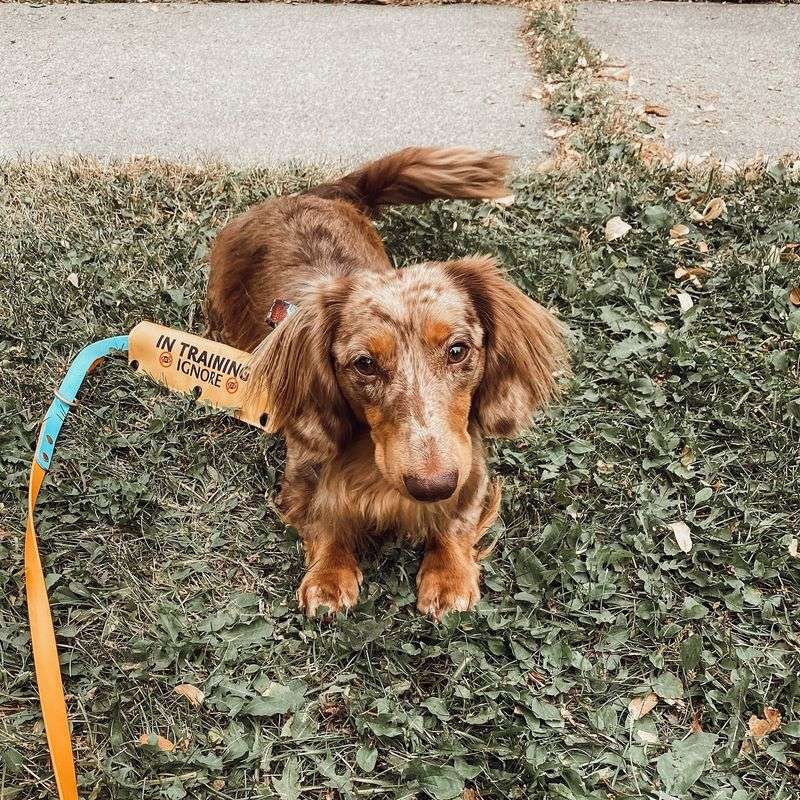 Dachshund