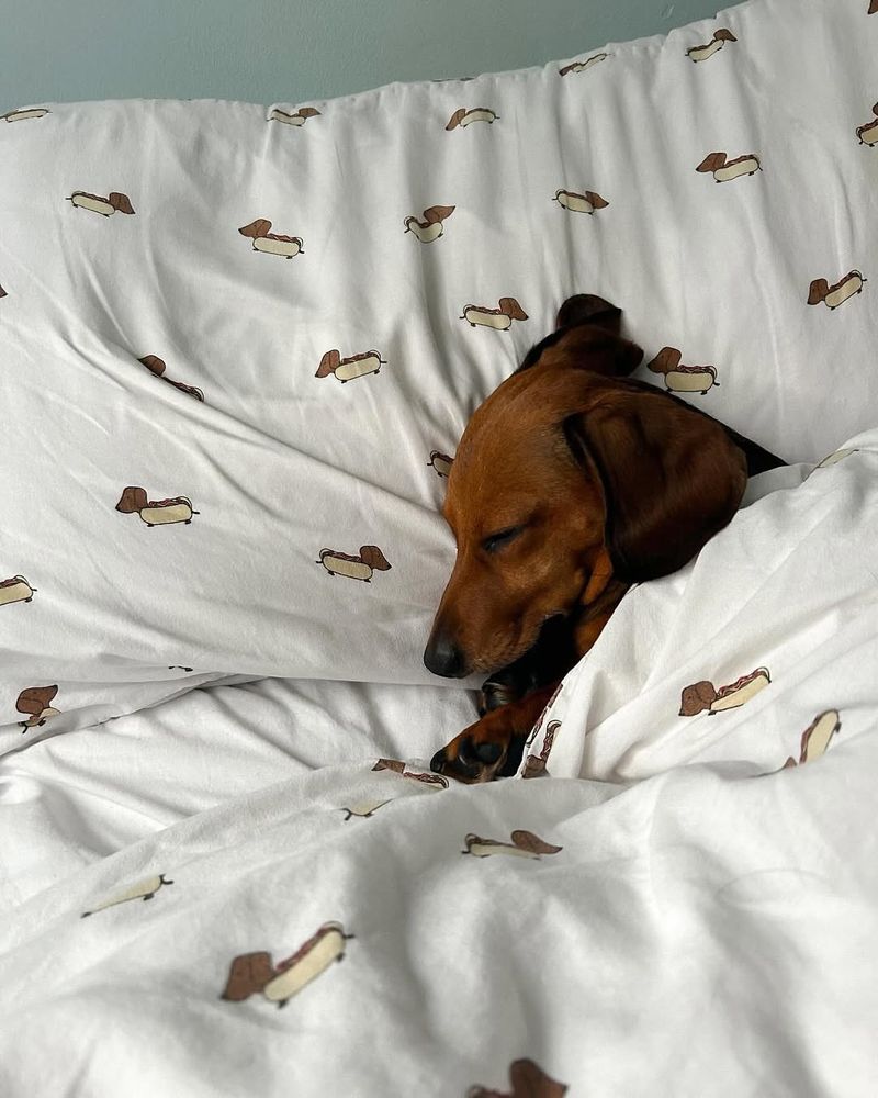 Dachshund