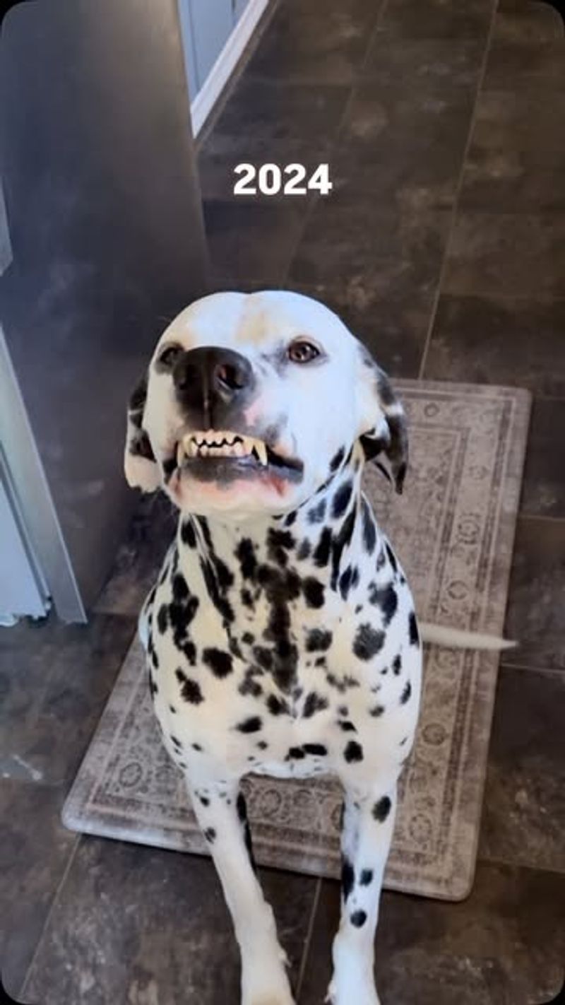 Dalmatian