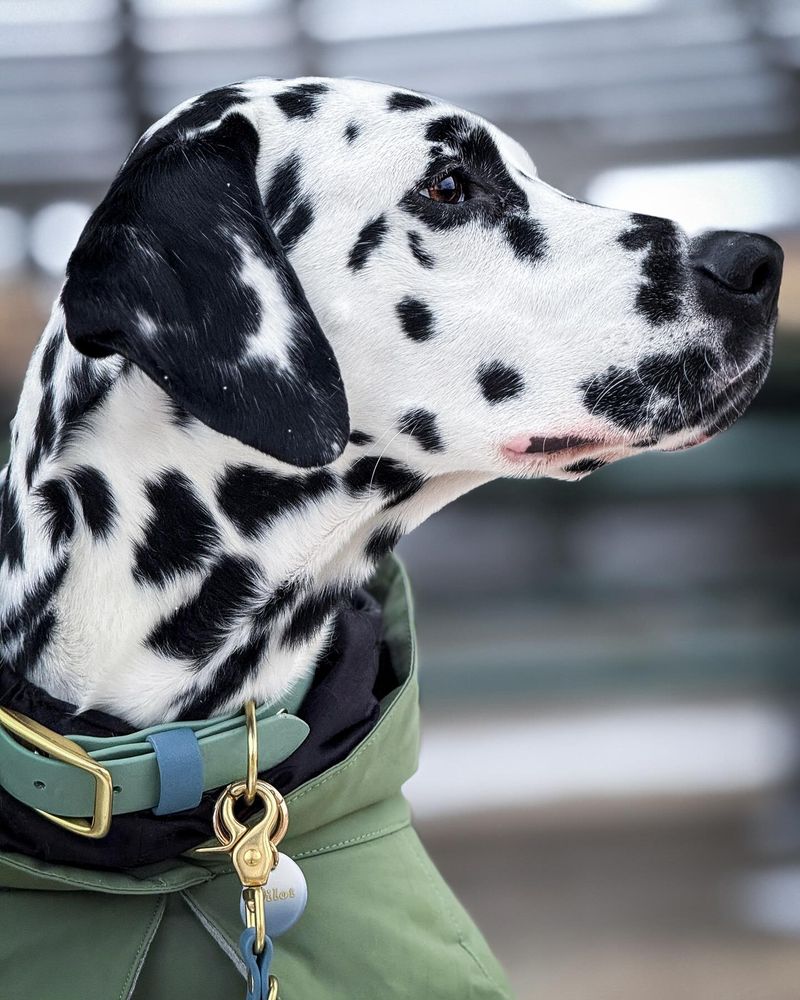 Dalmatian