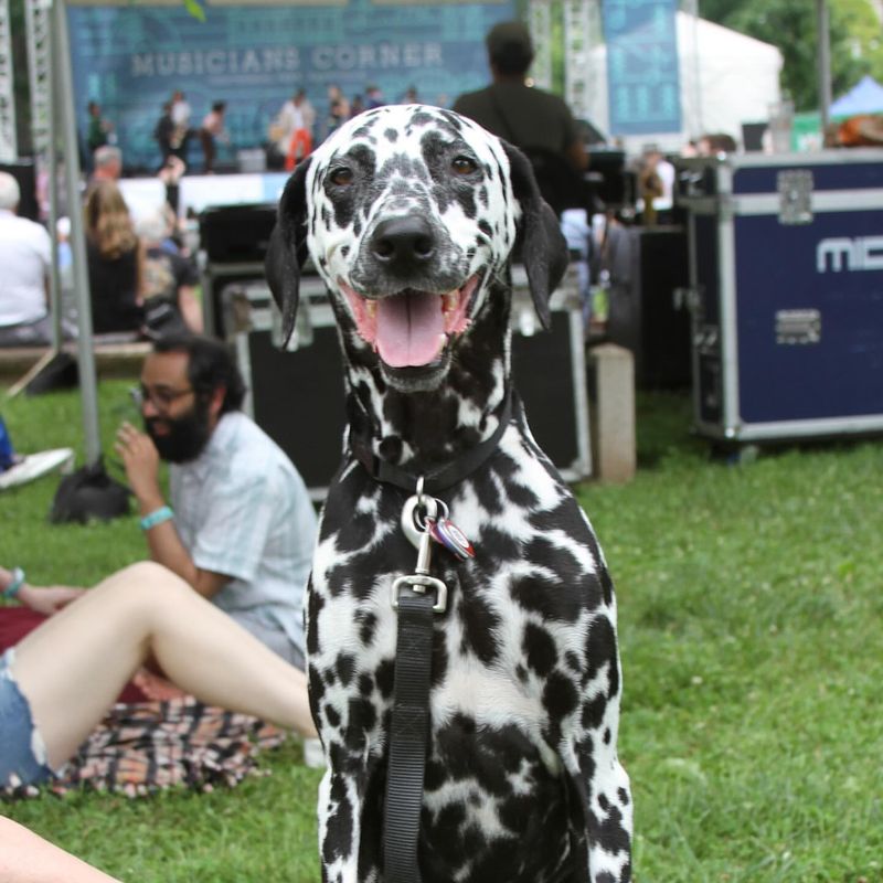 Dalmatian