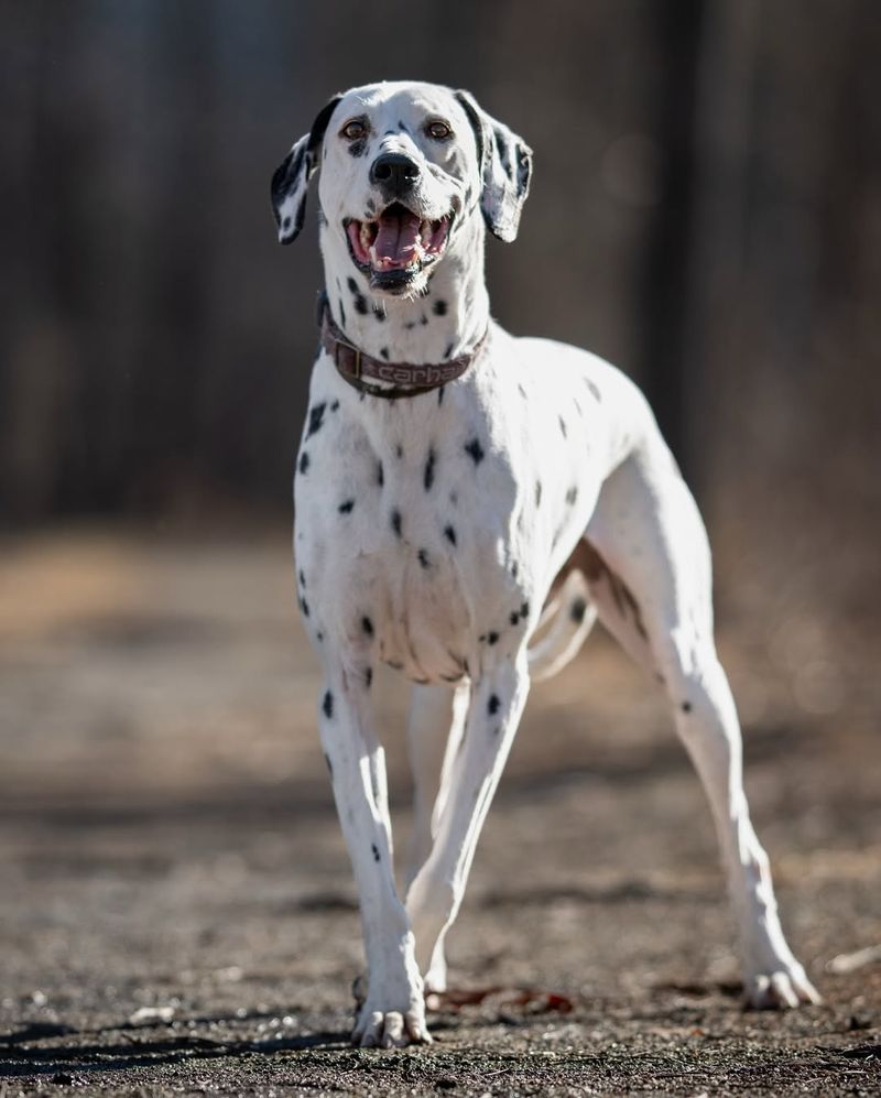 Dalmatian