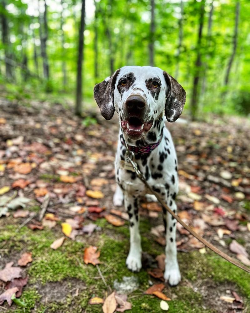 Dalmatian