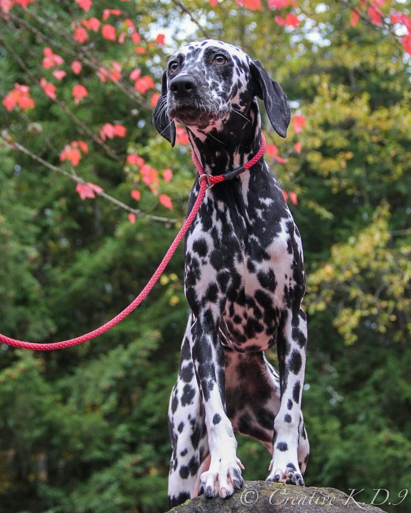 Dalmatian