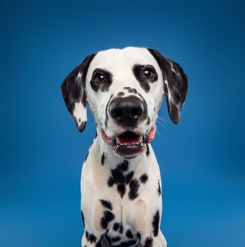 Dalmatian