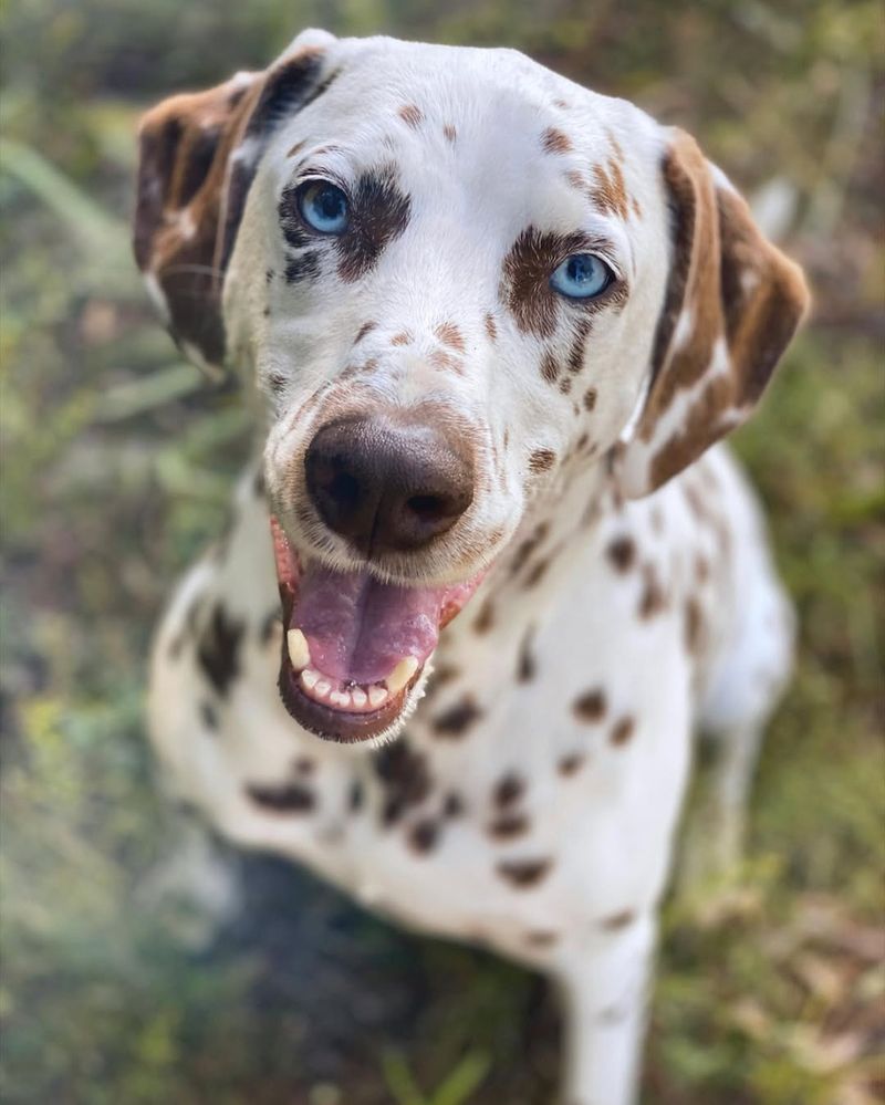 Dalmatian