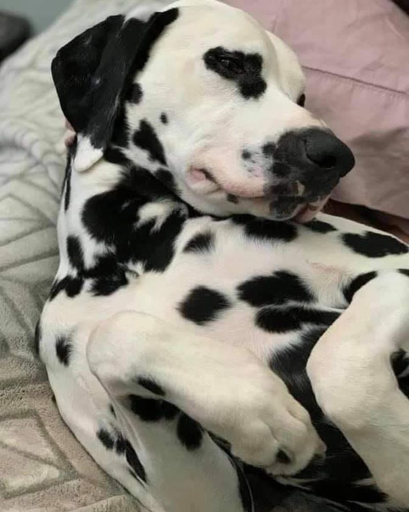 Dalmatian