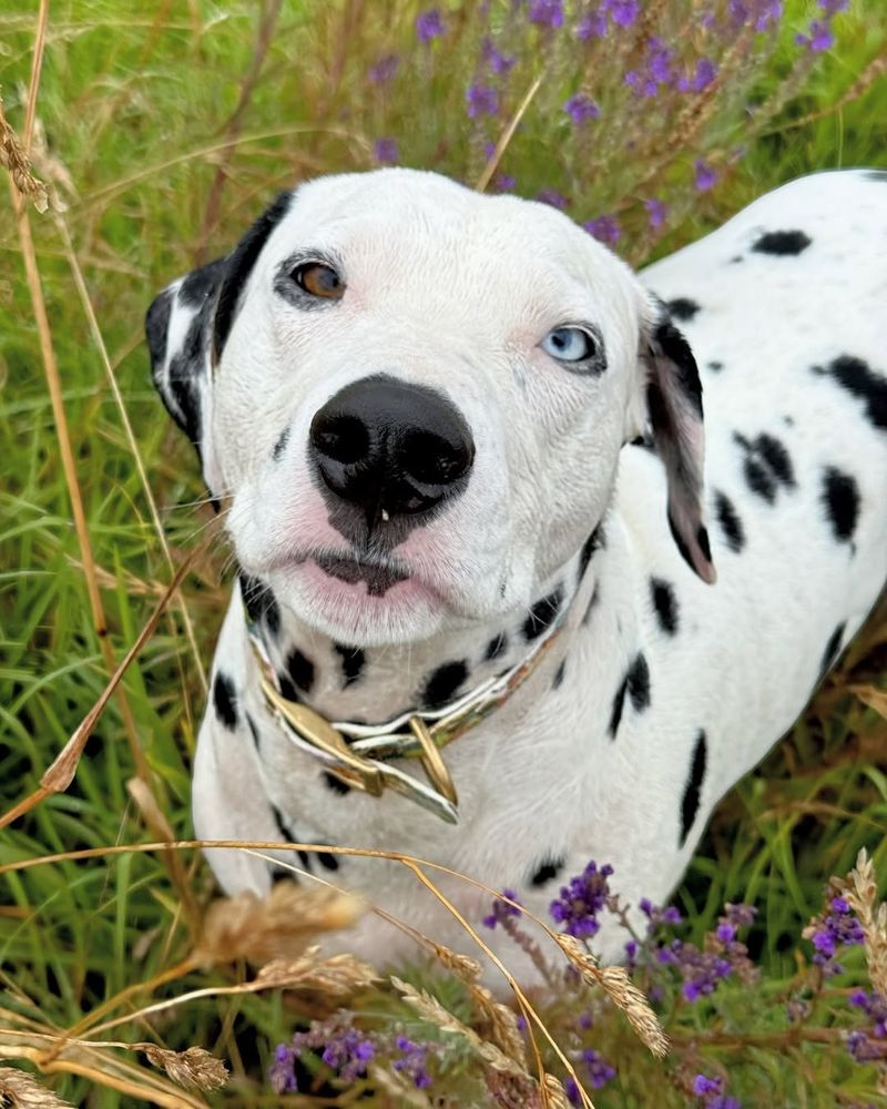 Dalmatian