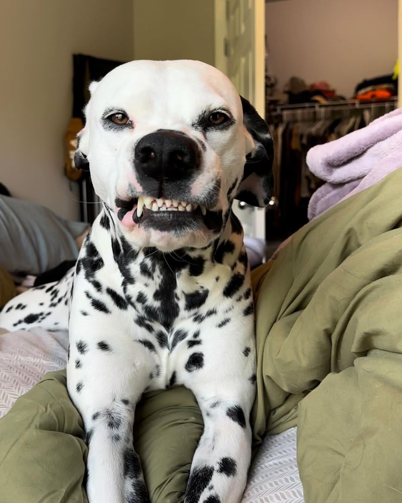 Dalmatian