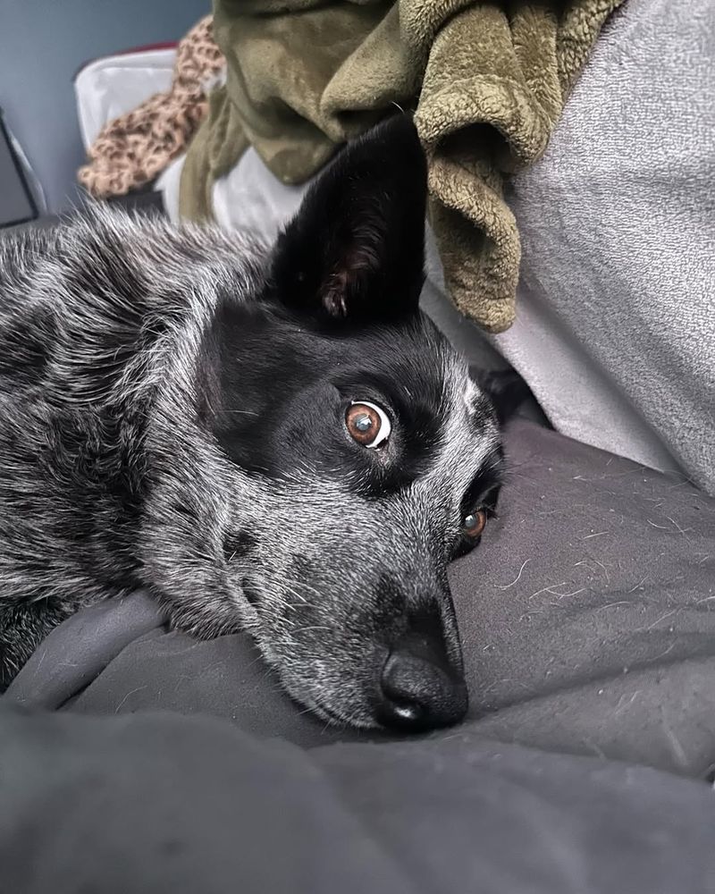 Australian Cattle Dog