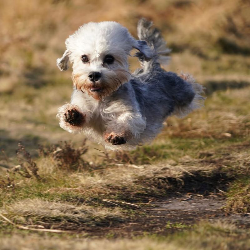 Dandie Dinmont Terrier