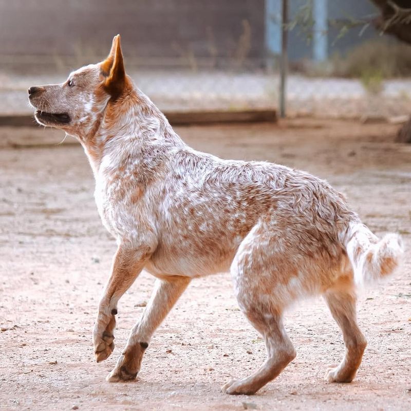 Devoted and Watchful: The Protective Side of Blue Heelers