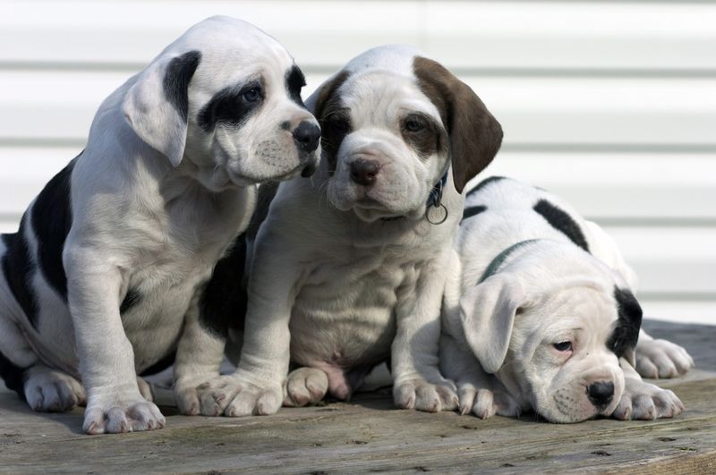 Did You Know? The Many Names of the American Bulldog