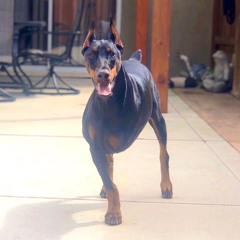 Doberman Pinscher