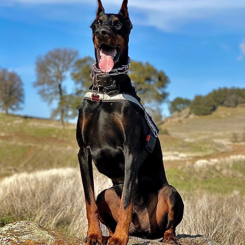 Doberman Pinscher