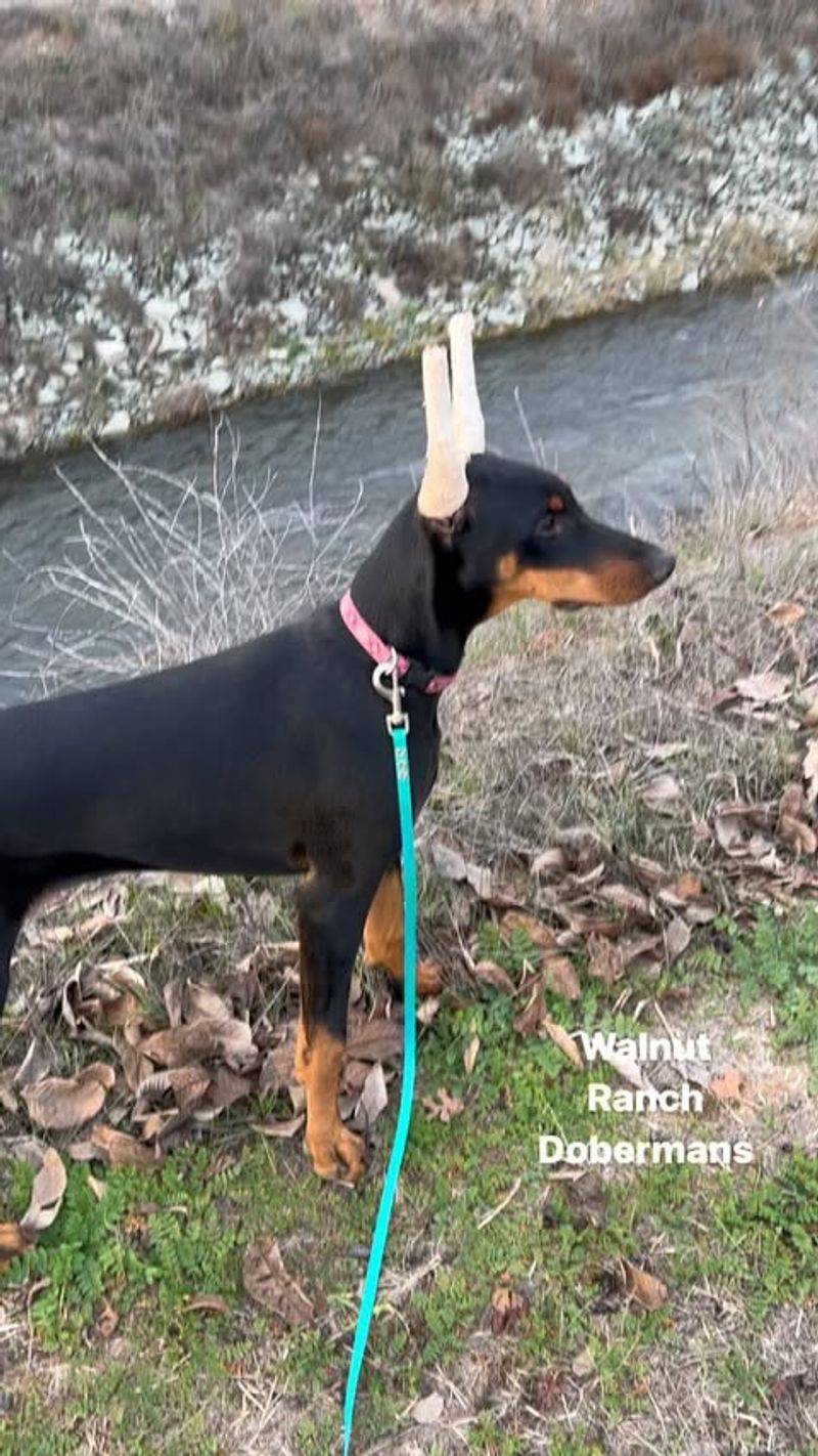 Doberman Pinscher