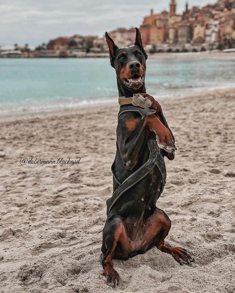 Doberman Pinscher