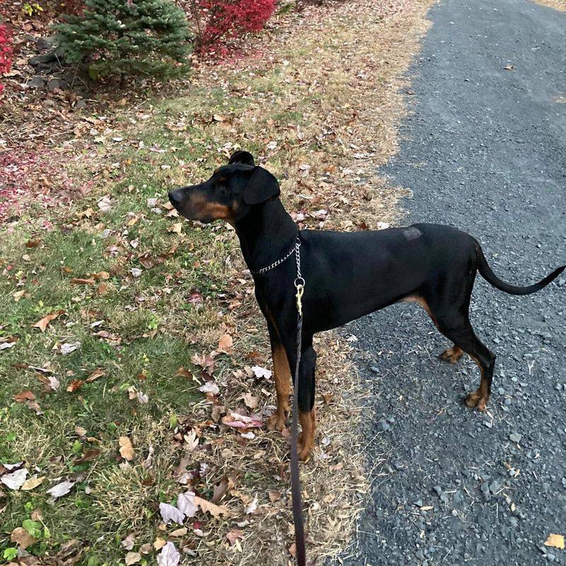 Doberman Pinscher