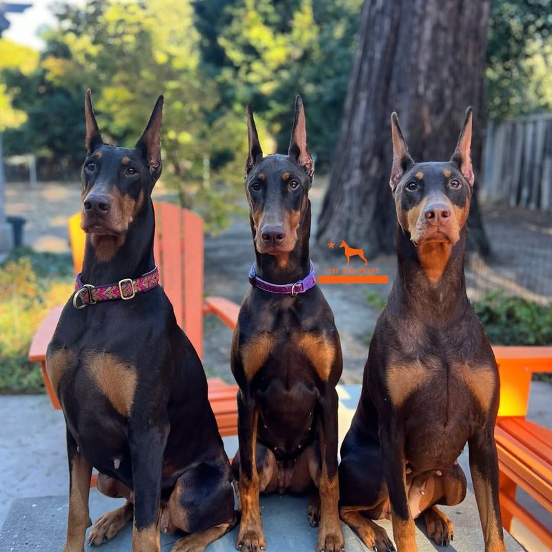 Doberman Pinscher