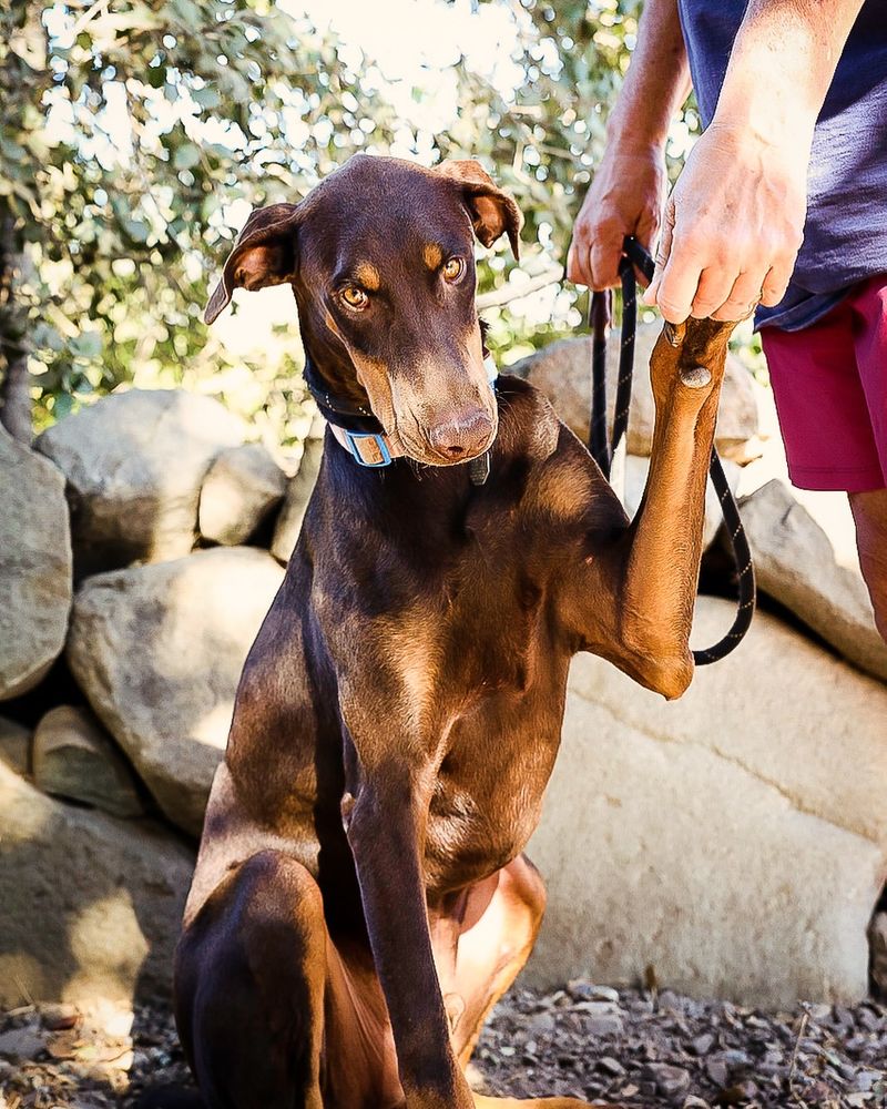 Doberman Pinscher