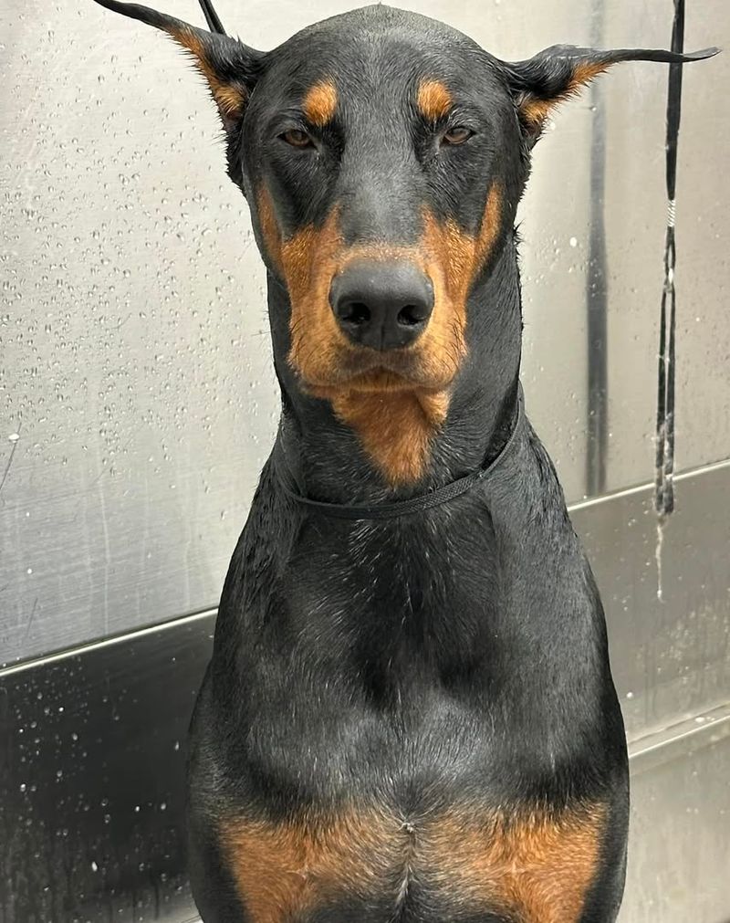 Doberman Pinscher