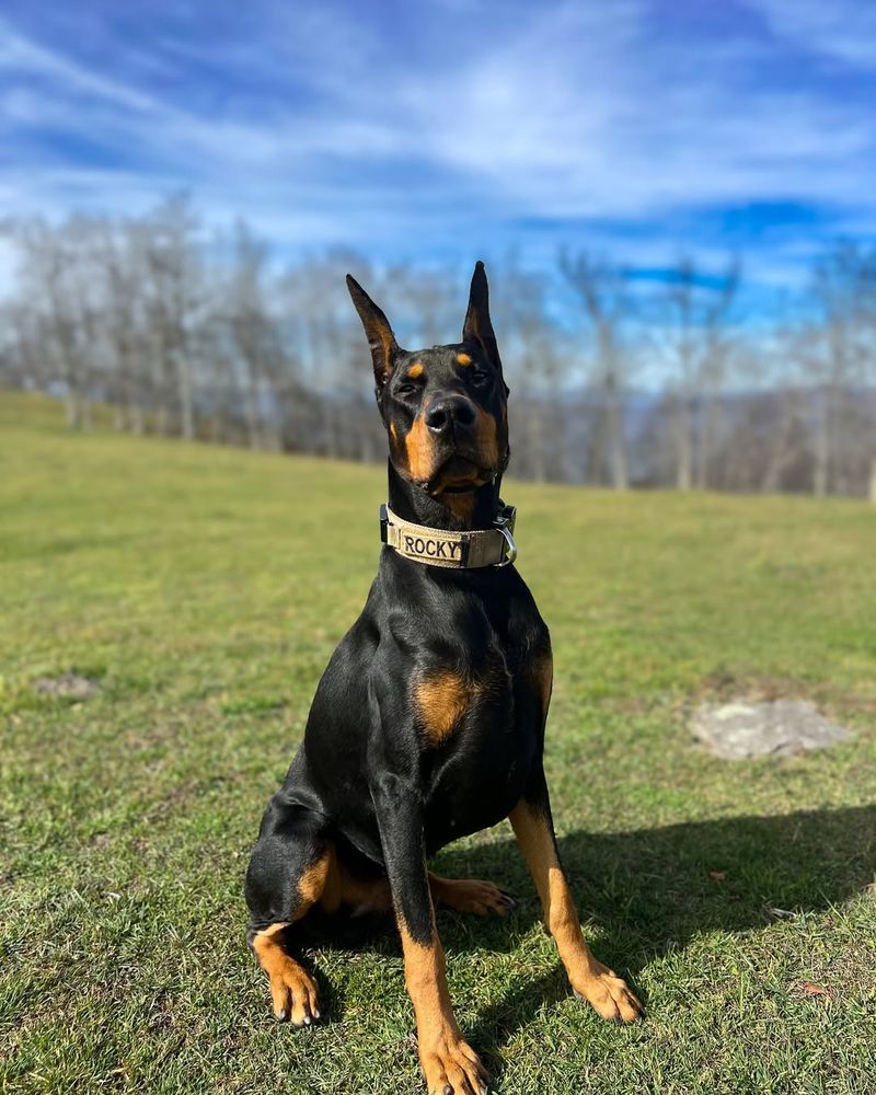 Doberman Pinscher