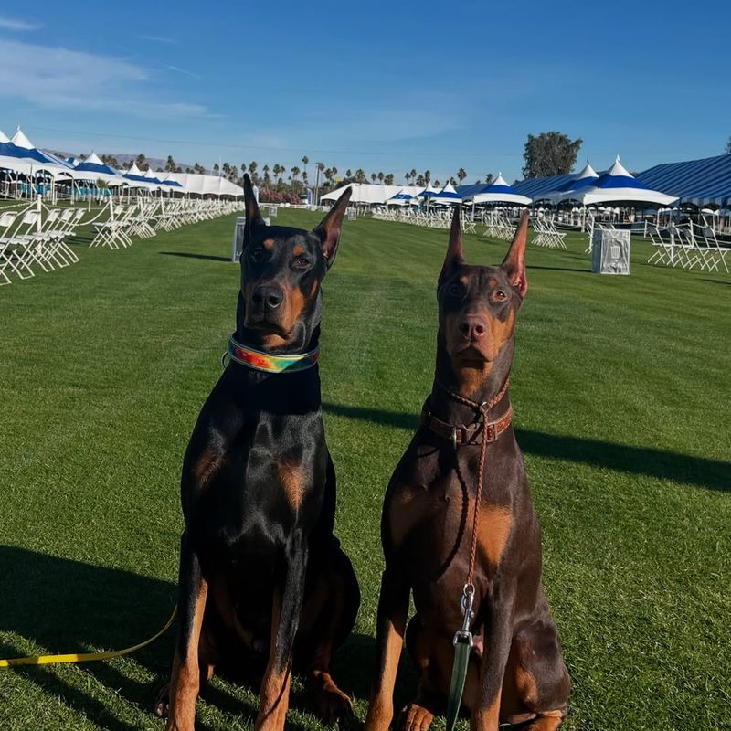 Doberman Pinscher