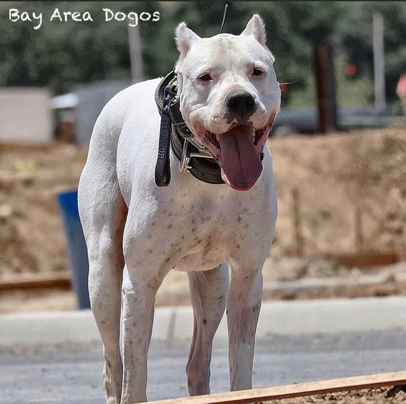 Dogo Argentino