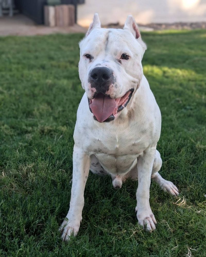 Dogo Argentino