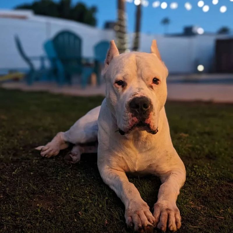 Dogo Argentino