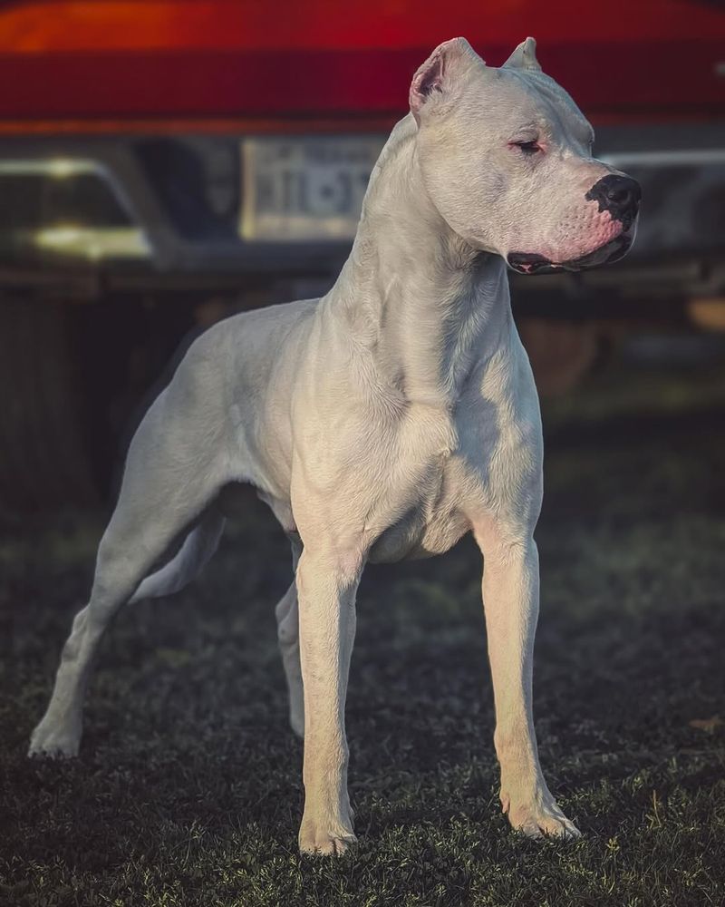 Dogo Argentino