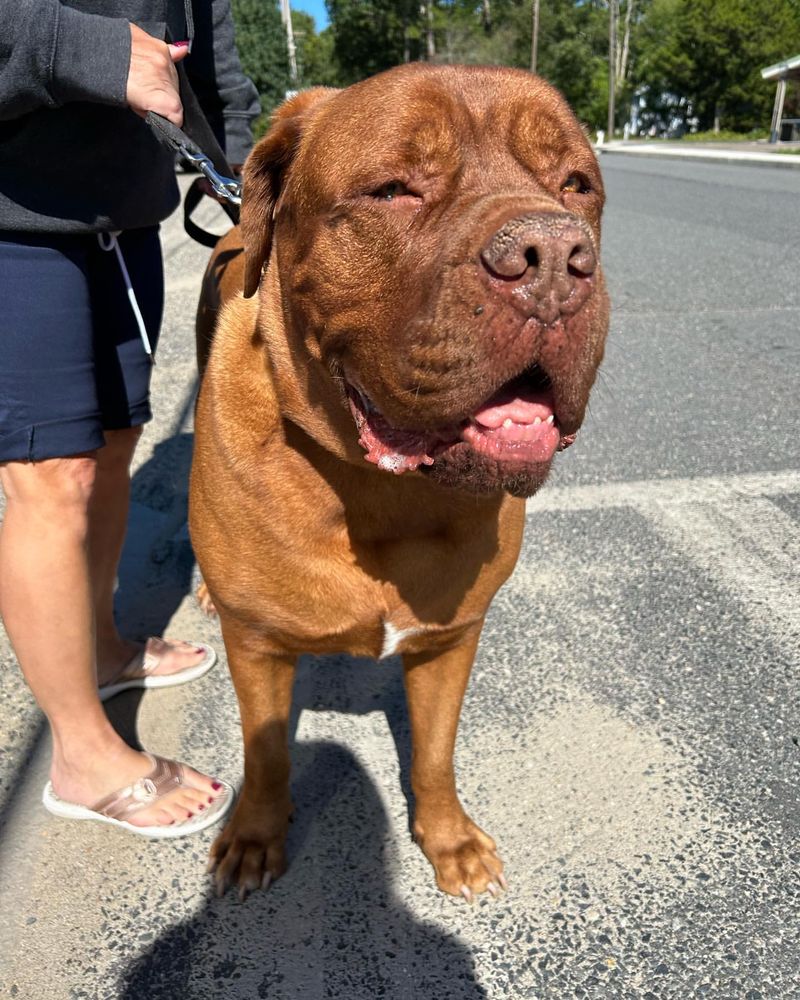 Dogue de Bordeaux