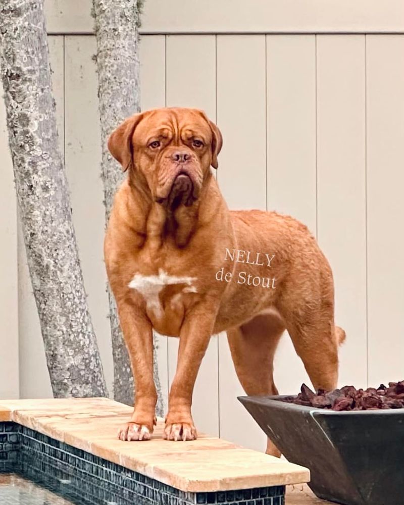 Dogue de Bordeaux