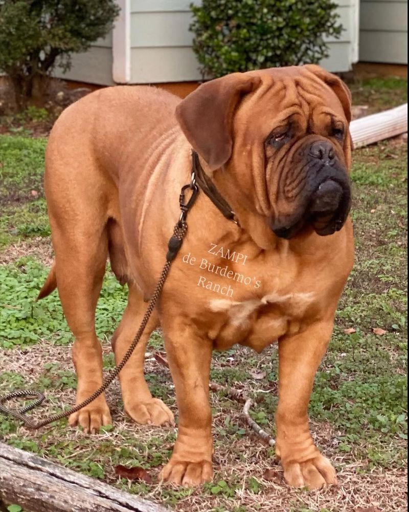 Dogue de Bordeaux