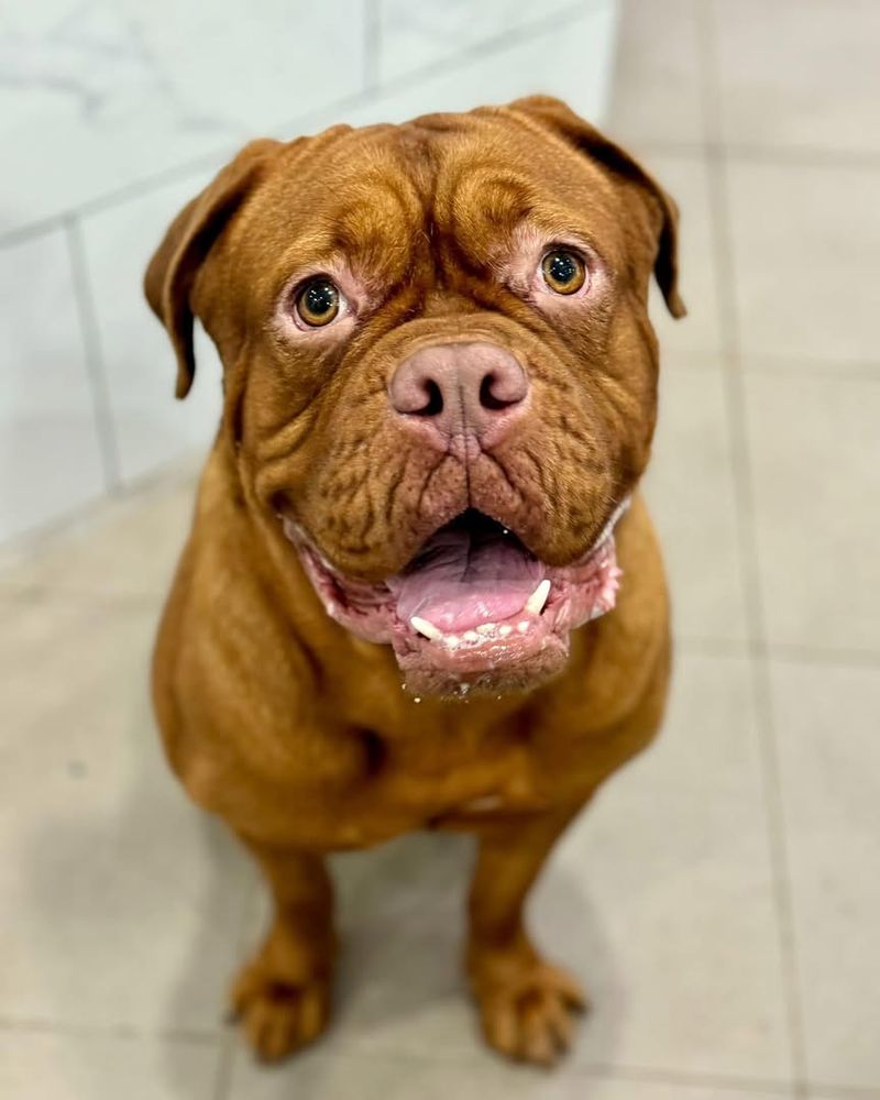 Dogue de Bordeaux