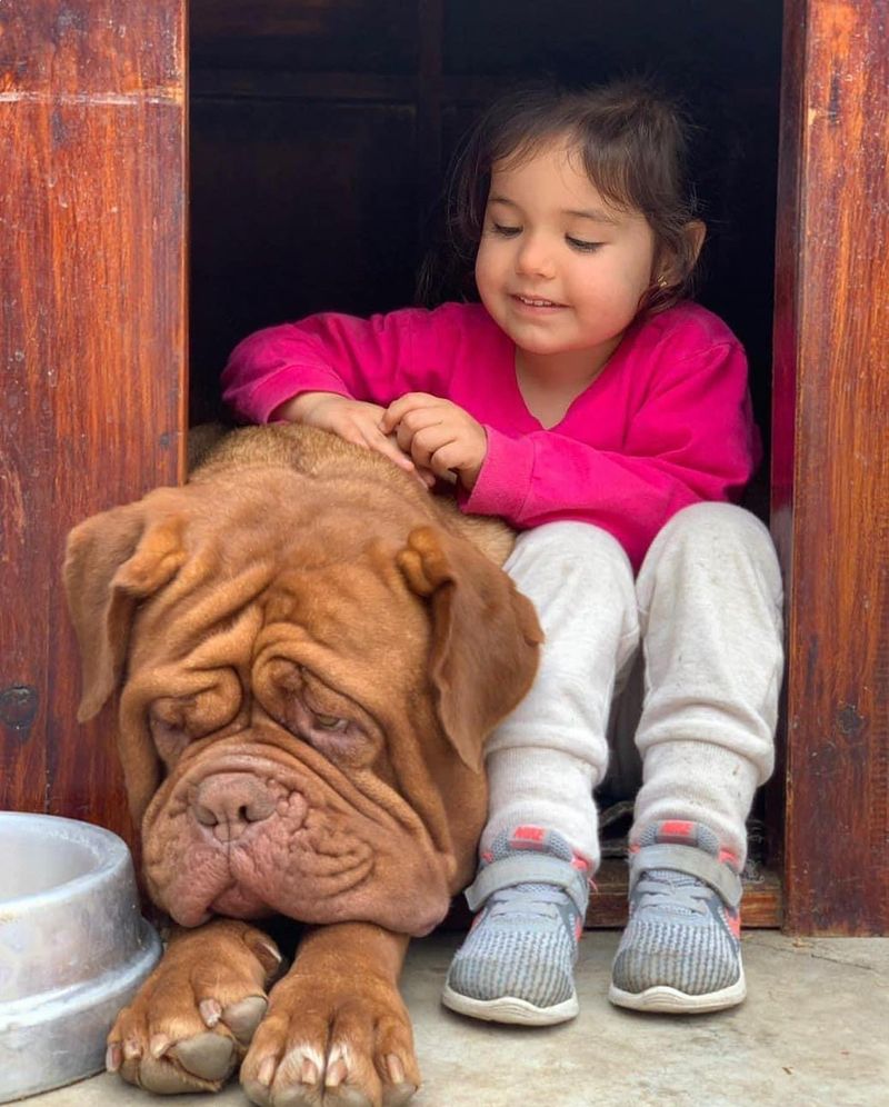 Dogue de Bordeaux