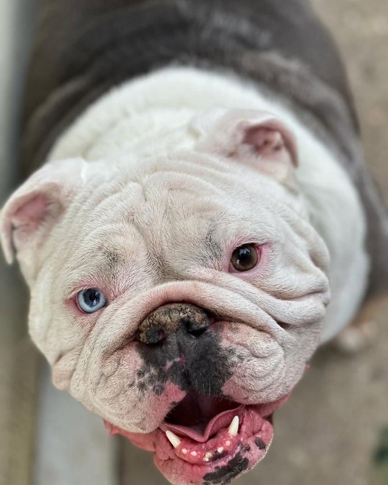 English Bulldog