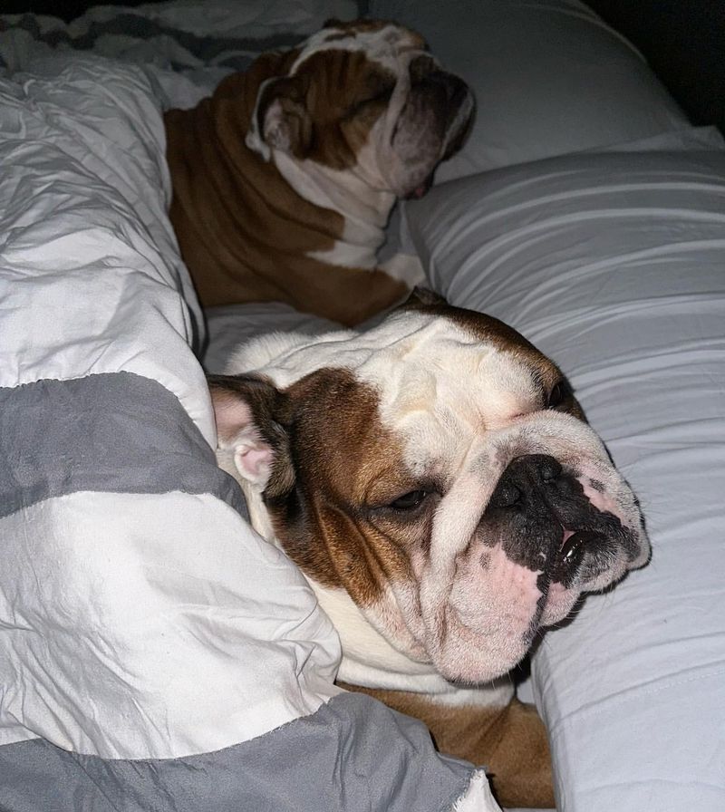 English Bulldog