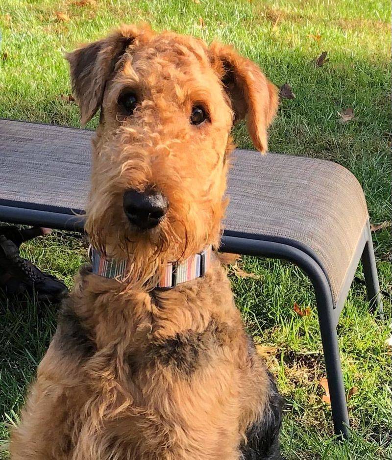 Airedale Terrier