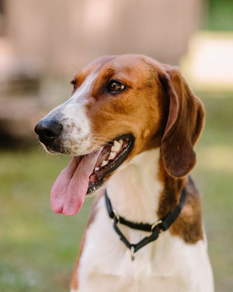 English Foxhound