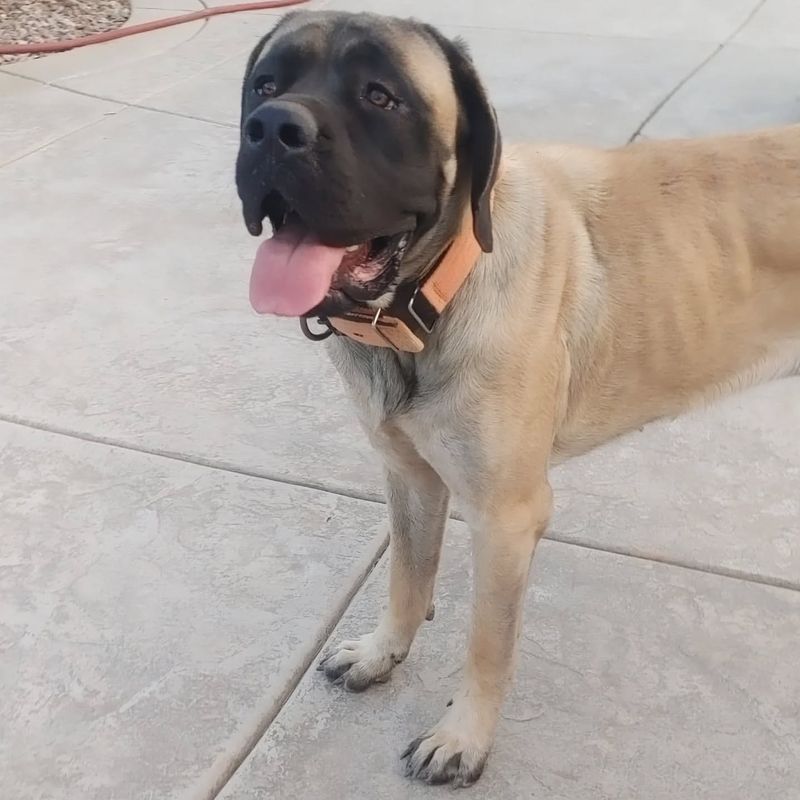 English Mastiff