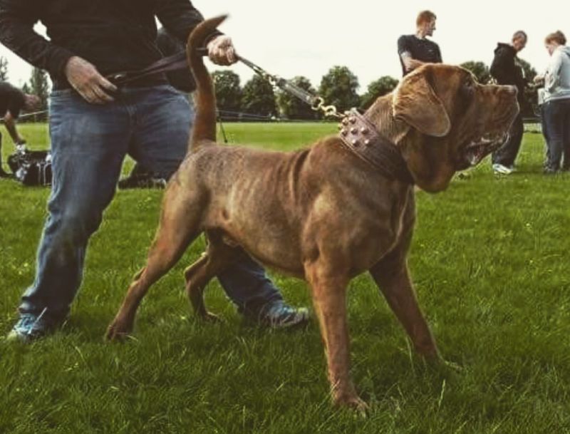 English Mastiff