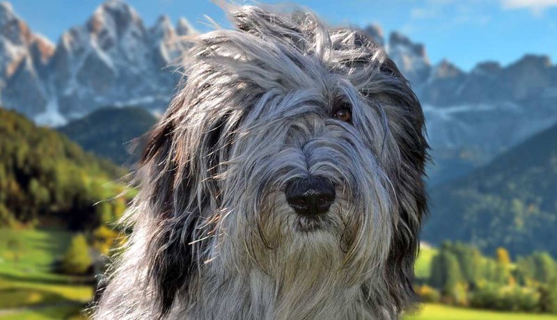 Bergamasco Sheepdog