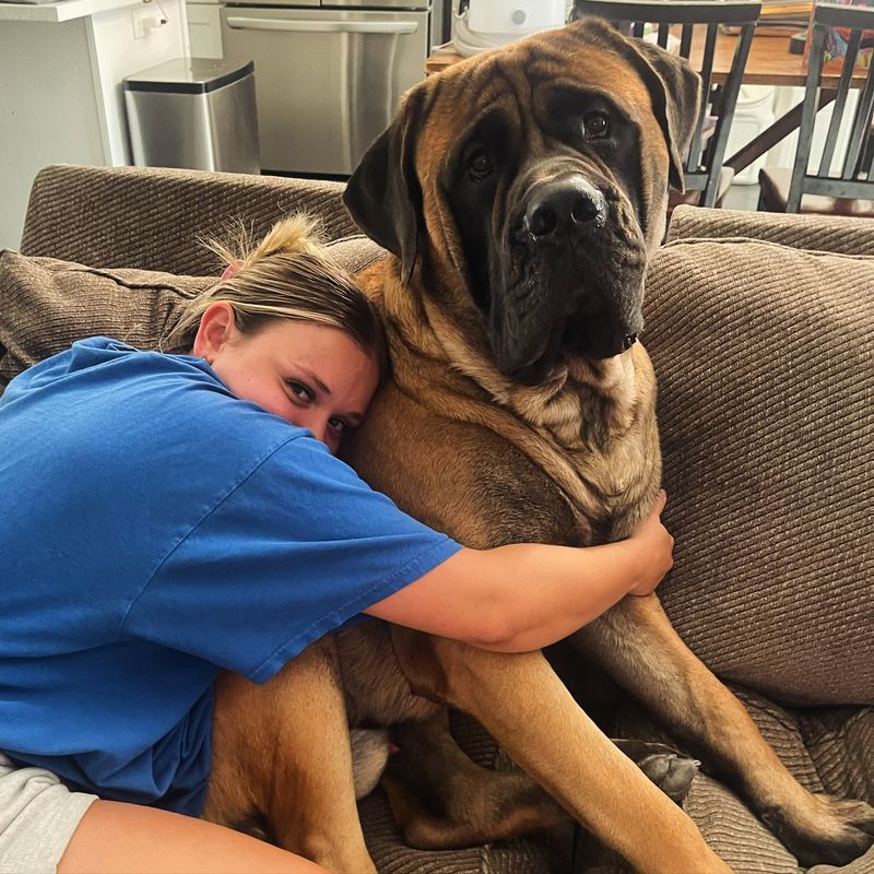 English Mastiff